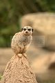 leipzig zoo-01_07_2011_zoo_allgemein_260